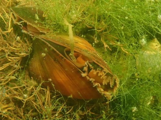 Blue Mussel Mytilus edulis
