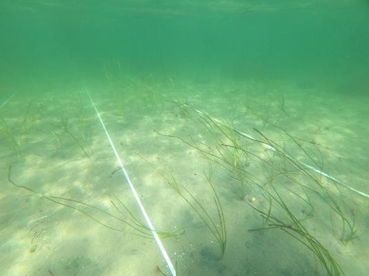 Meeresströmungen, Wellenschlag und Turbulenzen stellen eine der größten Herausforderungen für die Wiederanpflanzung von Seegraswiesen dar, auch in der Ostsee. 

Credit: Tadhg O Corcora / GEOMAR