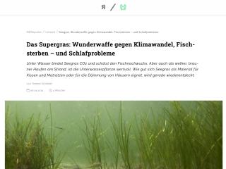 Das Supergras: Wunderwaffe gegen Klimawandel, Fischsterben – und Schlafprobleme