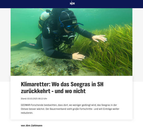 Klimaretter: Wo das Seegras in SH zurückkehrt - und wo nicht