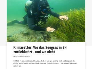 Klimaretter: Wo das Seegras in SH zurückkehrt - und wo nicht