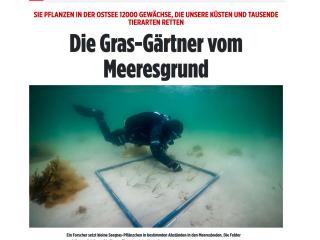 Die Gras-Gärtner vom Meeresgrund