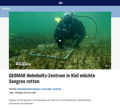 GEOMAR Helmholtz-Zentrum in Kiel möchte Seegras retten
