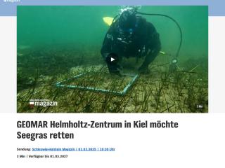 GEOMAR Helmholtz-Zentrum in Kiel möchte Seegras retten