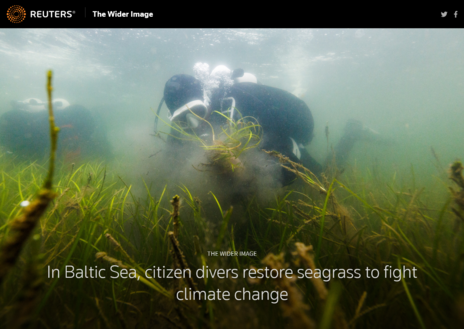The Wider Image: In Baltic Sea, citizen divers restore seagrass to fight climate change