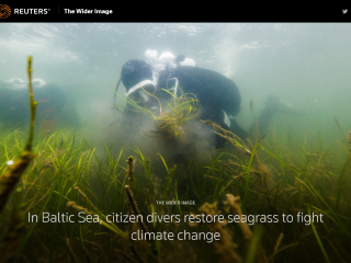 The Wider Image: In Baltic Sea, citizen divers restore seagrass to fight climate change