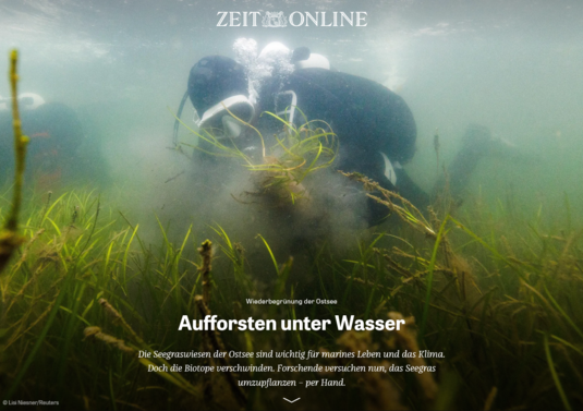 Wiederbegrünung der Ostsee: Aufforsten unter Wasser