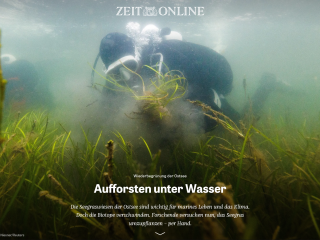 Wiederbegrünung der Ostsee: Aufforsten unter Wasser