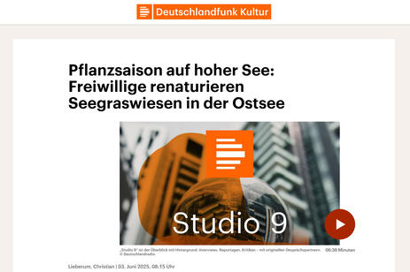 Deutschlandfunk: Pflanzsaison auf hoher See - Freiwillige renaturieren Seegraswiesen in der Ostsee