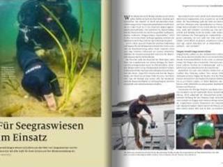 natur-Zeitschrift: Für Seegraswiesen im Einsatz