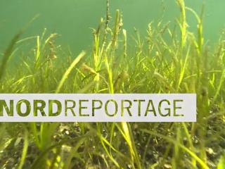 Die Nordreportage: Klimaretter Seegras