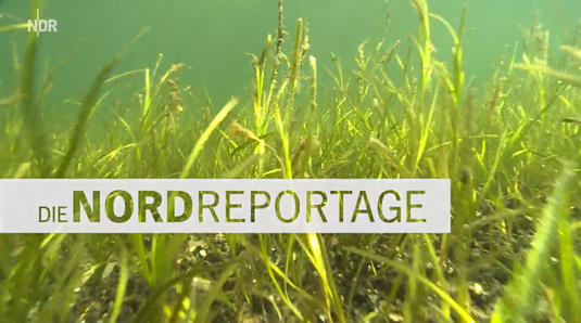 Die Nordreportage: Klimaretter Seegras