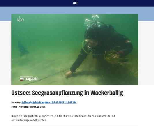 NDR Schleswig-Holstein Magazin: Ostsee - Seegrasanpflanzung in Wackerballig