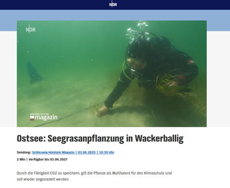 NDR Schleswig-Holstein Magazin:  Ostsee - Seegrasanpflanzung in Wackerballig