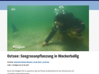 NDR Schleswig-Holstein Magazin:  Ostsee - Seegrasanpflanzung in Wackerballig