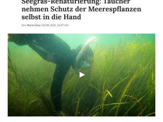 sh:z: Lebensraum und Klimaretter - Seegras-Renaturierung: Taucher nehmen Schutz der Meerespflanzen selbst in die Hand
