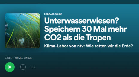 Unterwasserwiesen? Speichern 30 mal mehr CO2 als die Tropen