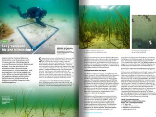 ti!-Magazin: Seegraswiesen für den Klimaschutz