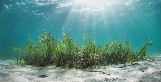Weil Seegräser Photosynthese betreiben müssen, benötigen sie ausreichend Tageslicht, Kohlendioxid und Nährstoffe, um zu wachsen und dichte, gesunde Unterwasser-Wiesen zu bilden. Tageslicht, welches bekanntermaßen von oben in das Meer fällt, wird jedoch mit zunehmender Wassertiefe weniger. Ist das Meer zudem noch eingetrübt, weil viele Algen oder aber Sedimentpartikel in der Wassersäule treiben, wirken diese wie ein Sonnenschirm und lassen noch weniger Licht in die Tiefe.

Credit: Michiel Vos / Ocean Image Bank