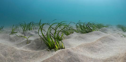 Die Bedeutung der Seegraswiesen für den Küstenschutz nimmt mit jedem Millimeter zu, den die Meeresspiegel im Zuge des Klimawandels steigen. Im Vergleich zu Deichen oder aber Schutzmauern aus Beton haben die Unterwasser-Graslandschaften nämlich zwei entscheidenden Vorteile: Sie wachsen eigenständig mit dem Meeresspiegel mit und sie reparieren sich selbst, falls während einer Sturmflut Schäden entstehen und Gräser herausgerissen werden. 

Credit: Shannon Moran / Ocean Image Bank