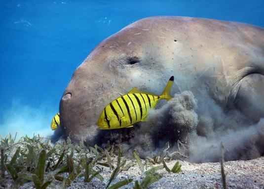 Eine Überdüngung der Küstengewässer und das daraus resultierende Algenwachstum erklären zum Beispiel auch, warum in den ersten fünf Monaten des Jahres 2021 mehr als 760 Manatis (Trichechus manatus latirostris) in den Lagunen des US-Bundesstaates Floridas verhungert sind. Die Seekühe hatten in dem trüben Lagunen-Wasser nicht mehr ausreichend Nahrung gefunden, weil die Seegraswiesen aufgrund der Wassertrübung eingegangen waren.

Credit: Anett Szaszi / Ocean Image Bank