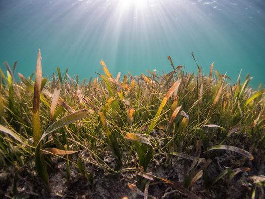 Im Wasser enthaltene Schadstoffe wie zum Beispiel Schwermetalle nehmen Seegräser über ihre Wurzeln und Blätter auf und lagern diese vor allem im Wurzelwerk ein. Erfolgt eine solche Aufnahme und Einlagerung regelmäßig, reichern sich die Schadstoffe in den Seegräsern an – ein Prozess, der nicht nur schädlich für die Pflanzen selbst ist, sondern auch Auswirkungen auf die Gesundheit jener Tiere haben kann, die sie fressen.