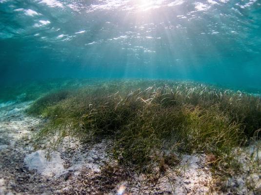 Wenn die filigranen Halme zu Abertausenden dicht an dicht in die Höhe ragen, stellen sie ein biegsames aber dennoch ausgesprochen wirksames Bollwerk dar, welches in der Lage ist, Wellen und lokale Wasserturbulenzen auszubremsen.

Credit: Ben Jones / Ocean Image Bank