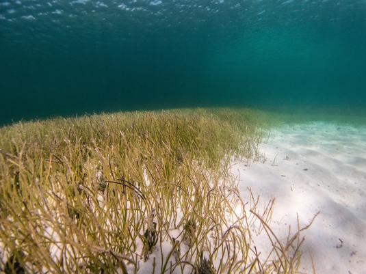 Gründe für das Sterben der Seegräser waren und sind in erster Linie ein Übermaß an Nährstoffen, die weitverbreitete Bebauung und zunehmende Nutzung der Küstengebiete durch den Menschen sowie Temperaturrückkopplungen durch den Klimawandel.

Credit: Ben Jones / Ocean Image Bank