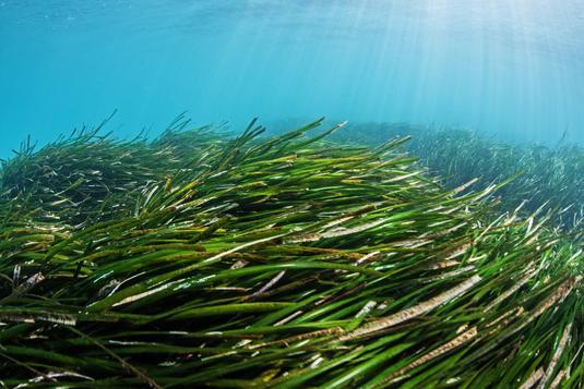 Sedimentpartikel, die sich in einer Seegraswiese verfangen, haben gute Aussichten, nicht von der Strömung davongespült zu werden.

Credit: Dimitris Poursanidis / Ocean Image Bank