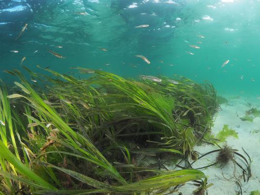 Im Halmen-Dickicht der Seegraswiesen wächst der Nachwuchs vieler wichtiger Speisefischarten heran. Dazu zählen zum Beispiel die Jungfische des Pazifischen Herings, des Atlantischen Kabeljaus, der Streifenbarbe, der Dorade oder Goldbrasse sowie des stark befischten Alaska-Pollocks, der in Europa auch als Alaska-Seelachs verkauft wird.

Credit: Michiel Vos / Ocean Image Bank