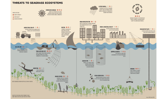 Threats to Seagrass Ecosystems
Seagrasses are a key marine habitat that has been globally declining since the 1930s, with the most recent census estimating that 7 per cent of seagrass is being lost worldwide per year. Threats can be land-based, sea-based or climate-related, all of which can affect seagrasses either directly or indirectly. 

Cartographer: Hisham Ashkar - https://www.grida.no/resources/13583